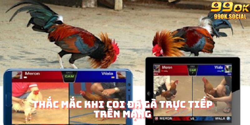 Thắc mắc khi coi đá gà trực tiếp trên mạng